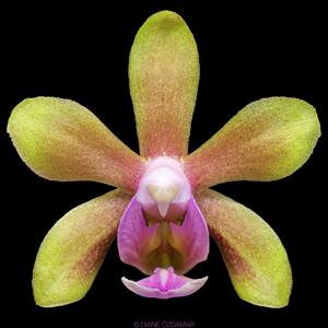 <i>Phalaenopsis</i> Sybok