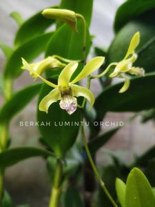 Dendrobium Sawojajar II