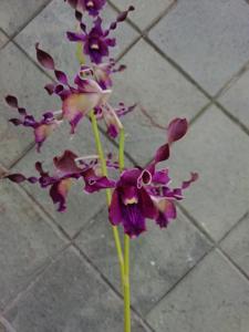 Dendrobium Basuki Hadimuljono