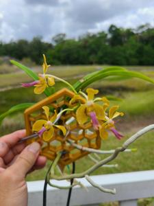 Vanda Melba Wilson