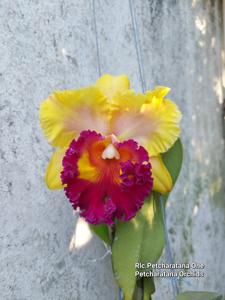 Rhyncholaeliocattleya Petcharatana One