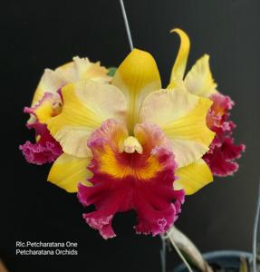 Rhyncholaeliocattleya Petcharatana One