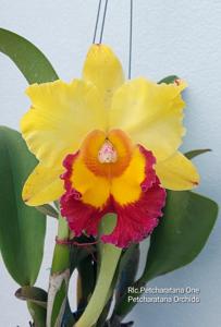 Rhyncholaeliocattleya Petcharatana One