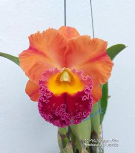 Rhyncholaeliocattleya Petcharatana One