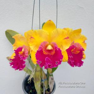 Rhyncholaeliocattleya Petcharatana One