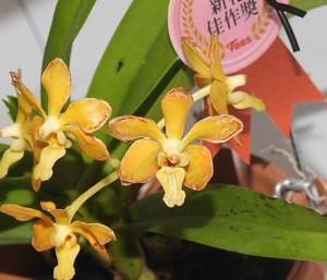Vanda Jiali Orange