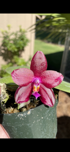 Phalaenopsis Tejas Red Lantern