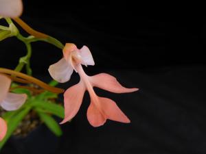 <i>Habenaria</i> Bright Finch