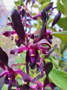 Dendrobium Naga Hitam