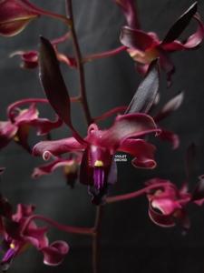 Dendrobium Naga Hitam