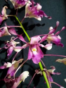 Dendrobium Anggia Ermarini