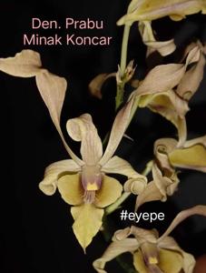 Dendrobium Prabu Minak Koncar