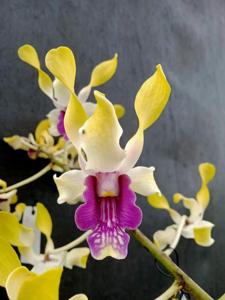 Dendrobium Mas Maharani Putri