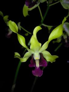 Dendrobium Mas Maharani Putri