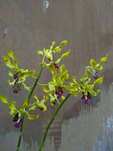 Dendrobium Mas Maharani Putri