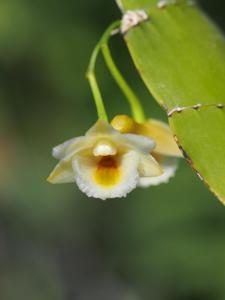 Dendrobium Chakangrao