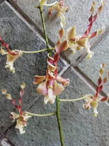 Dendrobium Inal Yunus