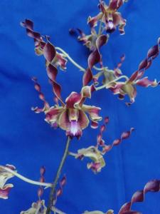 Dendrobium Inal Yunus