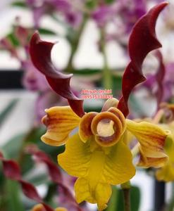 Dendrobium Inal Yunus