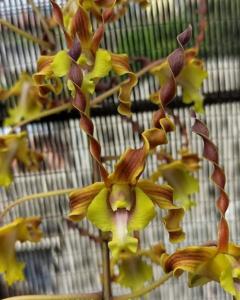 Dendrobium Inal Yunus