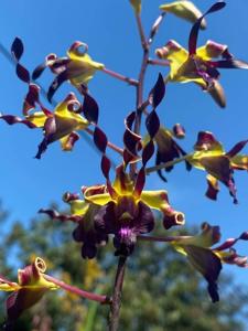 Dendrobium Inal Yunus