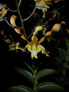 Dendrobium Inal Yunus