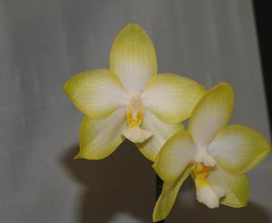 Phalaenopsis Joy Summer Snow