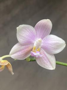 Phalaenopsis Joy Venus's Wreath