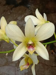 Dendrobium Sekar Ayu Pasirian