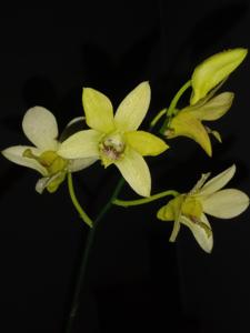 Dendrobium Sekar Ayu Pasirian