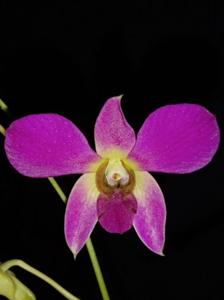 Dendrobium Sekar Ayu Pasirian