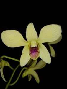 Dendrobium Sekar Ayu Pasirian