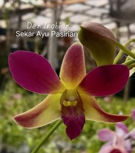 Dendrobium Sekar Ayu Pasirian