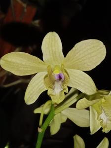 Dendrobium Puspa Nusa Barung