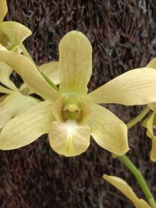 Dendrobium Puspa Nusa Barung