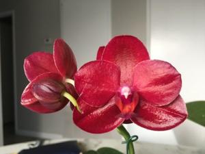 Phalaenopsis American Red Beauty