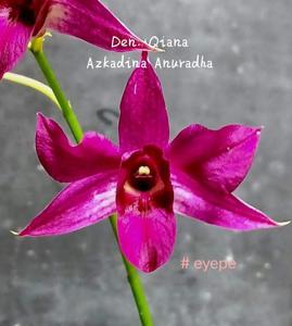 Dendrobium Qiana Azkadina Anuradha