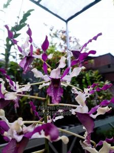 Dendrobium Sri Dewi Yanti