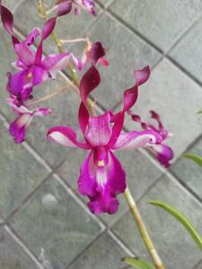 Dendrobium Sri Dewi Yanti