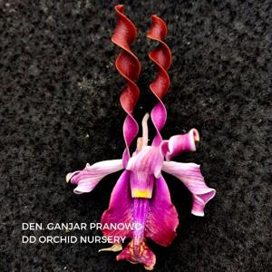 Dendrobium Ganjar Pranowo