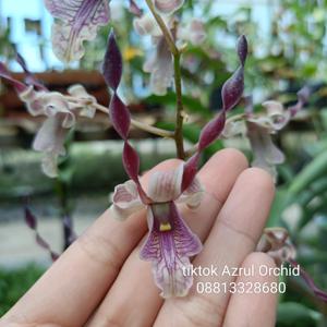 Dendrobium Ganjar Pranowo