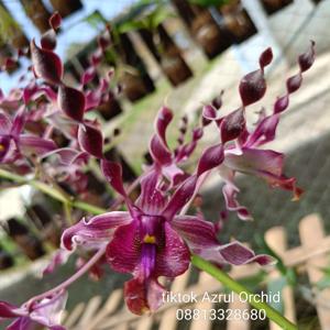 Dendrobium Ganjar Pranowo