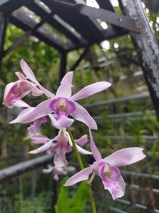 Dendrobium Erlang