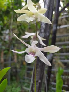 Dendrobium Erlang