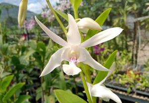 Dendrobium Erlang