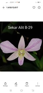 Dendrobium Sekar Alit B-29