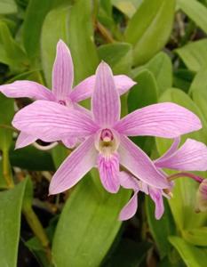 Dendrobium Sekar Alit B-29