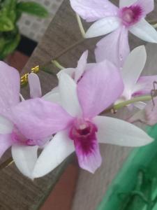 Dendrobium Sekar Alit B-29