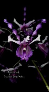 Dendrobium Dokter Mades