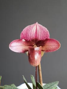 Paphiopedilum Blyat